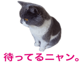 Neko's Ume-san Sticker sticker #15839134