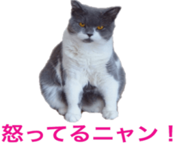 Neko's Ume-san Sticker sticker #15839135