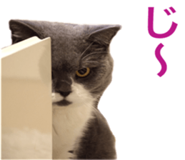 Neko's Ume-san Sticker sticker #15839136