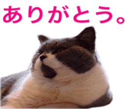 Neko's Ume-san Sticker sticker #15839137