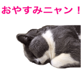 Neko's Ume-san Sticker sticker #15839138