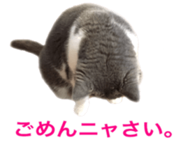 Neko's Ume-san Sticker sticker #15839140