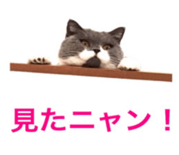 Neko's Ume-san Sticker sticker #15839141