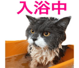 Neko's Ume-san Sticker sticker #15839142