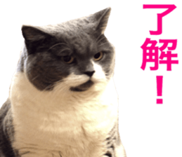 Neko's Ume-san Sticker sticker #15839144