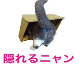 Neko's Ume-san Sticker sticker #15839145