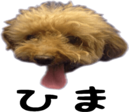 Poodle Sticker Choco 2 sticker #15839811