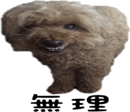 Poodle Sticker Choco 2 sticker #15839812