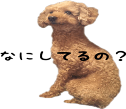 Poodle Sticker Choco 2 sticker #15839813