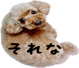 Poodle Sticker Choco 2 sticker #15839814