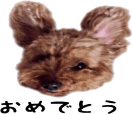 Poodle Sticker Choco 2 sticker #15839815