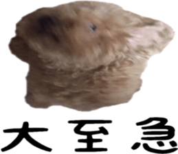 Poodle Sticker Choco 2 sticker #15839816