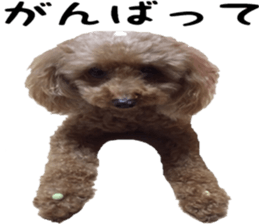 Poodle Sticker Choco 2 sticker #15839817