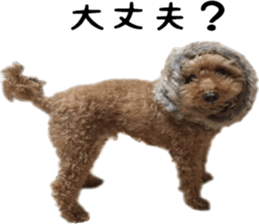 Poodle Sticker Choco 2 sticker #15839818