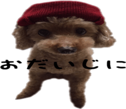 Poodle Sticker Choco 2 sticker #15839819