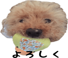 Poodle Sticker Choco 2 sticker #15839820