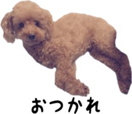 Poodle Sticker Choco 2 sticker #15839821