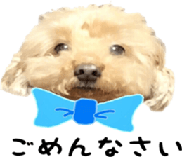 Poodle Sticker Choco 2 sticker #15839822