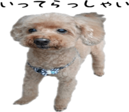 Poodle Sticker Choco 2 sticker #15839823