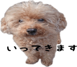 Poodle Sticker Choco 2 sticker #15839824