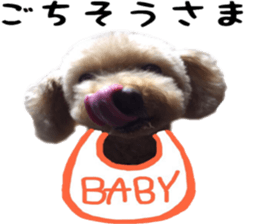 Poodle Sticker Choco 2 sticker #15839825