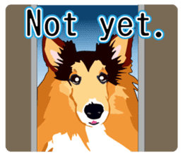 Vibrant Sheltie 2 sticker #15841118