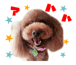 Real DOG Toy Poodle No.4 sticker #15842522