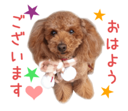 Real DOG Toy Poodle No.4 sticker #15842523