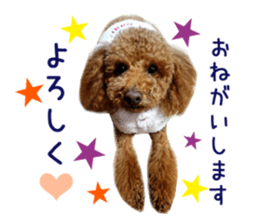 Real DOG Toy Poodle No.4 sticker #15842524