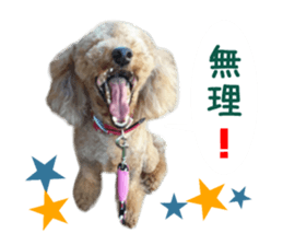 Real DOG Toy Poodle No.4 sticker #15842525