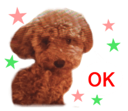 Real DOG Toy Poodle No.4 sticker #15842526