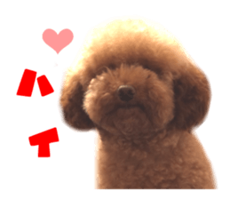 Real DOG Toy Poodle No.4 sticker #15842527