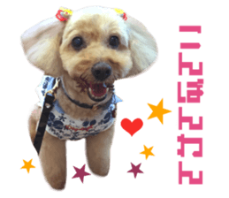 Real DOG Toy Poodle No.4 sticker #15842529