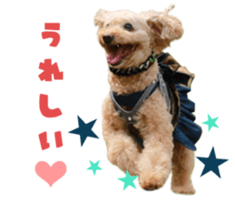 Real DOG Toy Poodle No.4 sticker #15842530