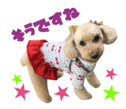 Real DOG Toy Poodle No.4 sticker #15842532