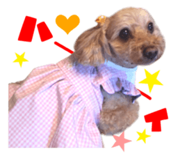 Real DOG Toy Poodle No.4 sticker #15842533