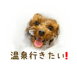 Real DOG Toy Poodle No.4 sticker #15842534