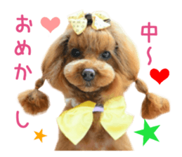 Real DOG Toy Poodle No.4 sticker #15842535