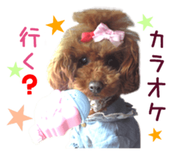 Real DOG Toy Poodle No.4 sticker #15842536