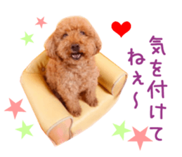 Real DOG Toy Poodle No.4 sticker #15842537