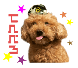 Real DOG Toy Poodle No.4 sticker #15842538