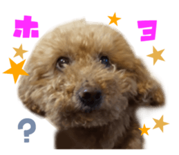 Real DOG Toy Poodle No.4 sticker #15842539