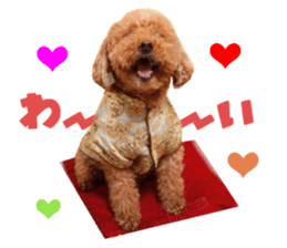 Real DOG Toy Poodle No.4 sticker #15842540