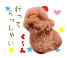 Real DOG Toy Poodle No.4 sticker #15842541