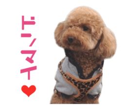 Real DOG Toy Poodle No.4 sticker #15842542