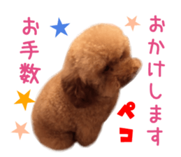 Real DOG Toy Poodle No.4 sticker #15842543