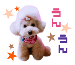 Real DOG Toy Poodle No.4 sticker #15842544