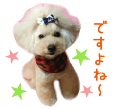 Real DOG Toy Poodle No.4 sticker #15842545