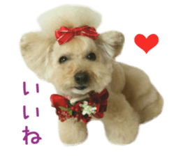 Real DOG Toy Poodle No.4 sticker #15842546