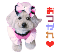 Real DOG Toy Poodle No.4 sticker #15842547